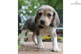 Kannon Rare Blue Coat 417 372 1418 Cute Beagles Blue Beagle Beagle Puppy