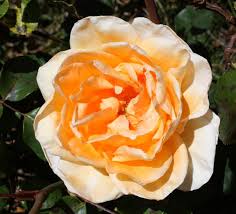 ) 1944 aars winner lowell thomas rose in 24 double wall plastic planter. Hybrid Tea Roses The Very First Modern Rosetypes