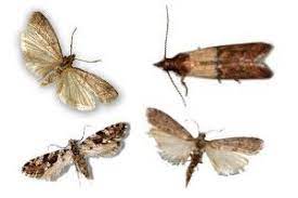 Studien zufolge gibt es ca. Motten In Der Wohnung Alles Zu Mottenarten Mottenbekampfung