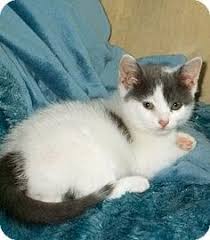 Learn more about your options, we are trusted adoption agency in texas. 10 Egyptian Mau Ideas Egyptian Mau Egyptian Cats Cat Rescue