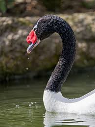 Bird With No Feathers On Neck Black Necked Swan On The Water Australian Wildlife Swan Black Neck