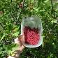 Early Summer Forage