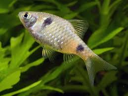 Image result for Peddiea fischeri