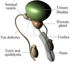 Prostate cancer is only one of several causes of a raised psa test. Prostate Cancer Endoglobe