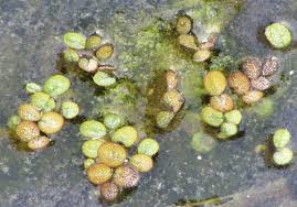 Salvinia minima is a small floating fern originating from the american tropics. Salvinia Minima Plants In Urban Drainages May Remain Small Owing To Download Scientific Diagram