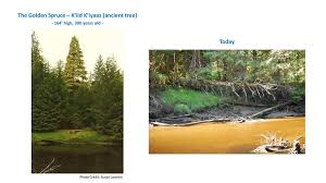 The discovery of gold on the fraser river. The Golden Spruce Tonight I Wanted To Talk Briefly About A Very Special Sitka Spruce Picea Sitchensis This Particular Spruce Grew On The Queen Charlotte Ppt Download