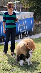 Capybara Rodent Of Unusual Size Loves To Hug Cats Capybara Capybara Pet Weird Animals