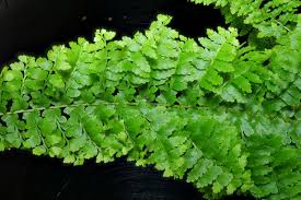 Image result for Nephrolepis exaltata