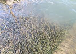 Image result for Hydrilla