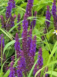 Image result for Commicarpus pilosus