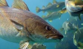 Author to talk about 17th century cod fishing