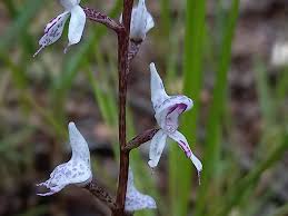 Image result for Disa aconitoides