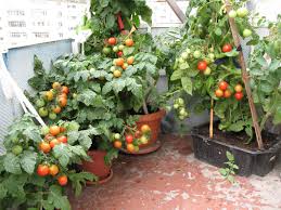 Greens of all types are ideal for harvesting as microgreens, as are peas (that's how you get pea shoots), and. Tomatoes On The Window Growing In The Winter At Home The Best Varieties Great Harvest All Year Round