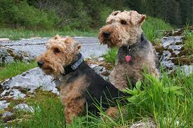 Image result for lakeland teriér