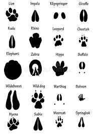 African Animal Tracks Photo About Footprint Illustration Rhino Track Lion Elephant Hyena Collection S Animal Footprints African Animals Africa Animals