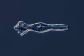 Image result for Strephonema