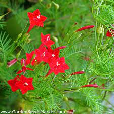 Red Morning Glory Redstar 38 Seeds Garden Seeds Market Free Shipping