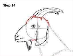 Dafür zeichnest du ersteinmal 2 kreise inneinander. Resultat De Recherche D Images Pour Draw Goat Tiere Zeichnen Buntstiftzeichnungen Skizzieren