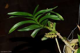 Image result for Tridactyle hurungweensis