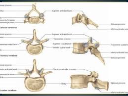 See more ideas about thoracic vertebrae, thoracic, vertebrae. Anatomy Of Thoracic Vertebra