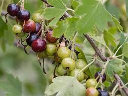 Image result for jostaberry