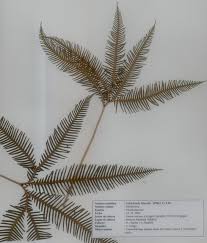 Image result for Gleicheniaceae