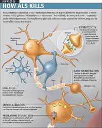 .with amyotrophic lateral sclerosis (als), also called lou gehrig's disease, it is likely that you will have questions about the prognosis for the disease. Box 2 Playing Defense Against Lou Gehrig S Disease Scientific American Lou Gehrigs Disease Als Lou Gehrig Disease Awareness