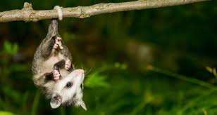 I feel stupid but what i've managed to read on both leaves me clueless about what they actually are. Opossum Symbolism Spiritual Meaning What Does Seeing An Opossum Mean California Psychics