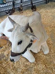 Petting Zoo In Traders Village Sanantonio Zoo Animals Pets Animals