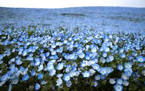 Well, recently one of the members of the hph facebook group started a great camellia: These Breathtaking Flower Fields Are Covered With Millions Of Blue Nemophila Blossoms Better Homes Gardens