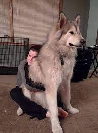 Minimum of 4 dogs earning titles. Giant Alaskan Malamute Kitchen Crafty Fun Facebook