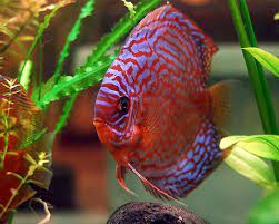 Keep in mind that discus of size smaller 10 cm can look totally different then they are adult. Zoo Co Diskusfische