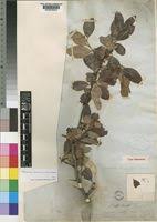 Image result for Gymnosporia arbutifolia