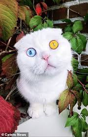 Find images of cat with yellow eyes. Ol Blue And Yellow Eyes Gorgeous Cat Has Completely Different Coloured Eyes Daily Mail Online