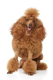 In a few episodes, dudley has worn a pair for a certain reason, usually for a disguise. Types Of Poodle Hair A Complete Guide With Pictures Poodle Report