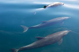 2 days ago · they can dive to 20 feet and hold their breath for up to a minute — convenient for chomping nutritious underwater greenery. How Long Can Mammals Hold Their Breath Underwater Swim Guide