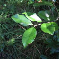Image result for Olea capensis