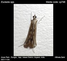 Image result for Euclasta