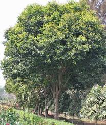 Image result for sagwan image green tree image