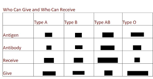 Abo Blood Chart Fill In The The Blank Diagram Quizlet