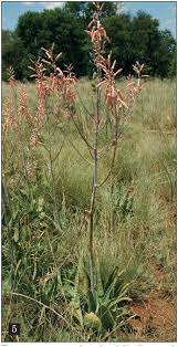 Image result for Aloe komatiensis