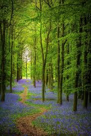 Bluebell Cathedral Pathway Through A British Bluebell Wood In Springtime Beautiful Landscapes Beautiful Nature Scenery