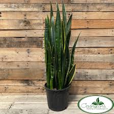 Image result for Uvaria laurentii