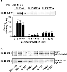 Balanced salt solution in animal cell culture slideshare. 14 3 3 Binding To Na H Exchanger Isoform 1 Is Associated With Serum Dependent Activation Of Na H Exchange Journal Of Biological Chemistry