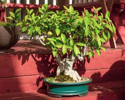 Maybe you would like to learn more about one of these? Yamagami S Garden Center