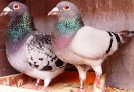 Ketika anda akan melakukan perjodohan, mandikan burung merpati. Cara Ternak Burung Merpati Pos Budidaya Sukses Budidayayuk