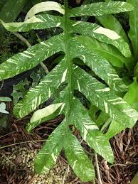 Image result for Drynaria