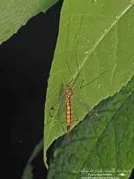 Image result for Pneumatopteris afra