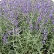 Image result for Perovskia atriplicifolia lacey blue lisslitt photo
