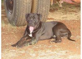 Boerboels have brindle, tawny, brown and . The Boerboel X Pit Bull Mix Is A Cross Is Not An Uncommon In South Africa They Were Bred As Dispatch Dogs To Kill Predators On Farms Fast Hard And Dispensable As